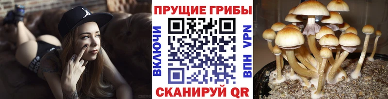 Псилоцибиновые грибы мухоморы  закладки  Сураж 